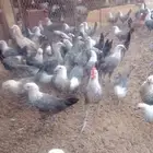 دجاج فيومي للبيع
