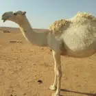 بكره وضحا حقه للبيع