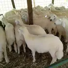رخال صافي حري