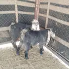 تيوس عوارض صنف