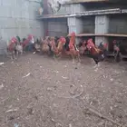 دجاج بلدي نظيف والصحه شرط 100