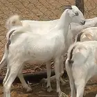 ماعز مقاني مراح واحد