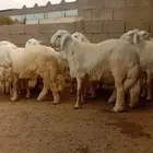 طليان للبيع تربيه