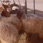 ذبائح نعيمي