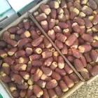 صقعي رطب فاخر مطوق احمر