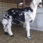 طلي نجدي تم البيع