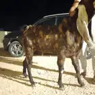 فحل هولندي معرف