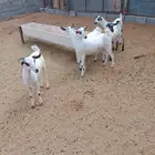 تيوس بيشيات فواخر