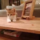 قطة للتبني كيتن