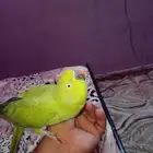دره للبيع