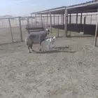 شاه حريه مشروكة توم طيبه ونظيفه