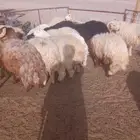 نعيمي يجمل وطازج