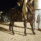 تيس هولندي ولد ولد الجزيرة وأمه بنت ولد الجزيرة