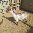 4عمانيات معزا دفيع