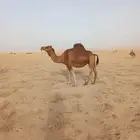 10 ابل ساسها طيب عتوديات