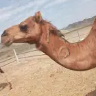 نياق مفقوده العدد 3