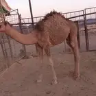 قعود