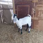 جفره