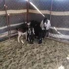 عنز للبيع معها 2