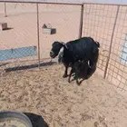عنز عارضيه والد معها تيس