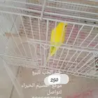 طير