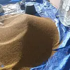 بذر برسيم طيب بلدي جديد