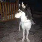 هاسكي