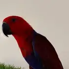 بيع طير انثي اكبكتس من محميه الطيور المغرده