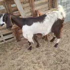 عنز مصرية تم البيع