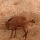 غنم للبيع على السوم