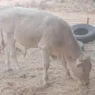 ثور فحل وعجل وبقره لقحه للبيع