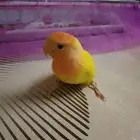 تم البيع
