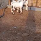 تيوس بيشيات فواخر للبيع