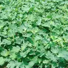 شتلات تين وشتلات قهوه