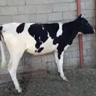 بقرة هولندية