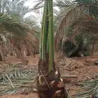 أصنا نخل بجميع أنواع