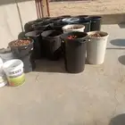 للبيع تمر سكري ونبتة علي وداحسيه