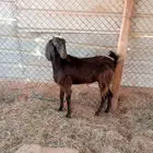 جذعه قبرصيه طيبه