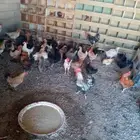 دجاج بلدي بياض وراجن