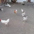 ديوك المانيه للبيع