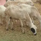 ضان مناتيج