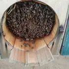 نحل بلدي من ديار بني سعد قوي جدا