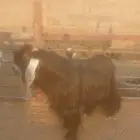 تيس عارضي شرط القريع وبناته معي