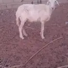 النعجة مضرع والسن سديس