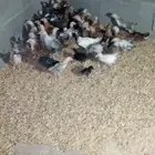 صوص بلدي بعمر. شهر