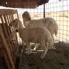 حريه متبع للبيع