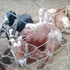 عنز للبيع الحد 2500