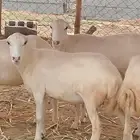 ضان مناتيج وقرايب