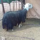 خروف فحل رباع