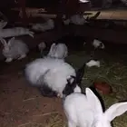 ارنب بلدي  وفرنسي
